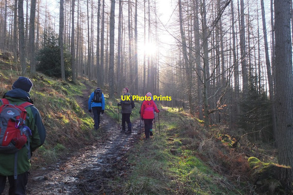 Photo 6"x4" Paths in Cardrona Forest Laverlaw c2016