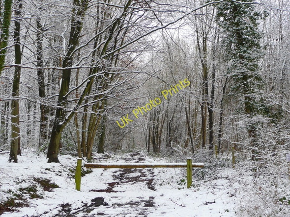 Photo 6"x4" Track into Linton Woods Linton\/SO6625 c2009