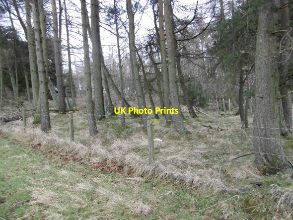 Photo 6"x4" Woodland, Redmyre Knapp\/NO2831 c2016