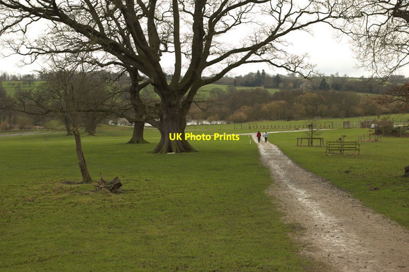 Photo 6"x4" Ripley Deer Park near Scarah Farm Ripley\/SE2860 c2016