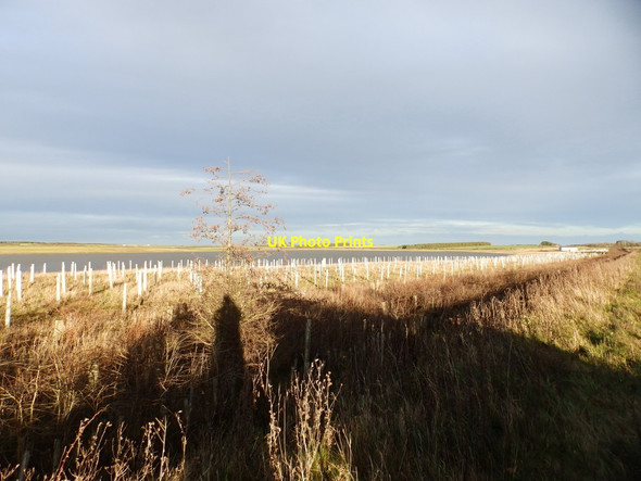 Photo 6"x4" Newly Planted Plantation and Widdrington Pools Widdrington c2015