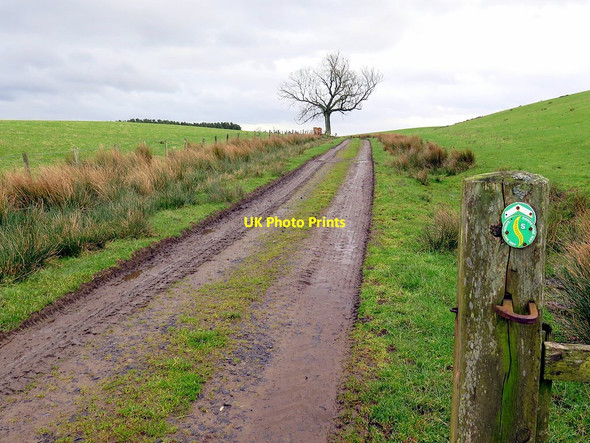 Photo 6"x4" Track south of Allgood Farm Park End\/NY8775 c2016
