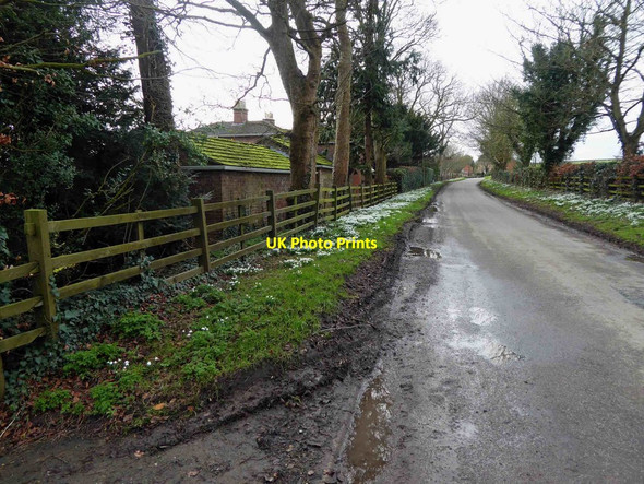Photo 6"x4" Snowdrops a plenty at Hallington Hallington\/TF3085 c2016