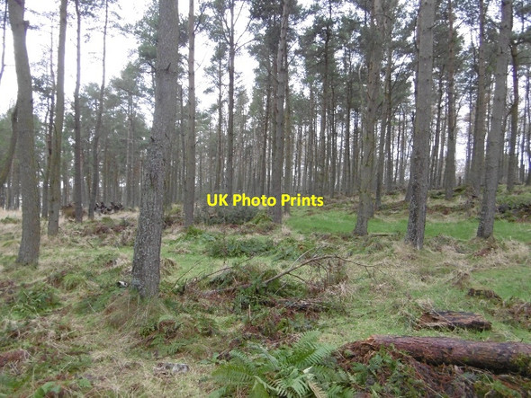 Photo 6"x4" Woodland, Redmyre Knapp\/NO2831 c2016