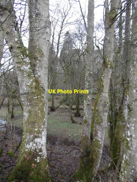 Photo 6"x4" Knapp Den Castlehill\/NO2730 c2016
