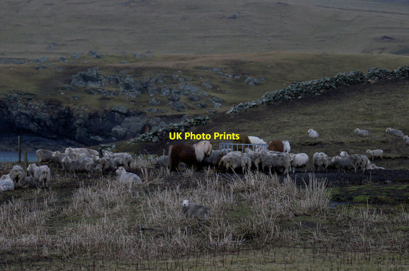 Photo 6"x4" Pony with sheep at supplementary feeding, Lund Underhoull c2016