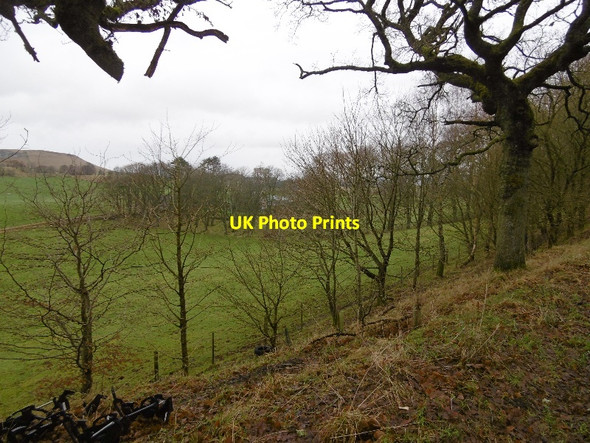 Photo 6"x4" Wooded roadside, Balshando Lundie\/NO2936 c2016