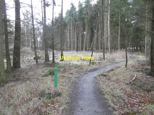 Photo 6"x4" Path, Templeton Woods Dundee\/NO3632 c2016