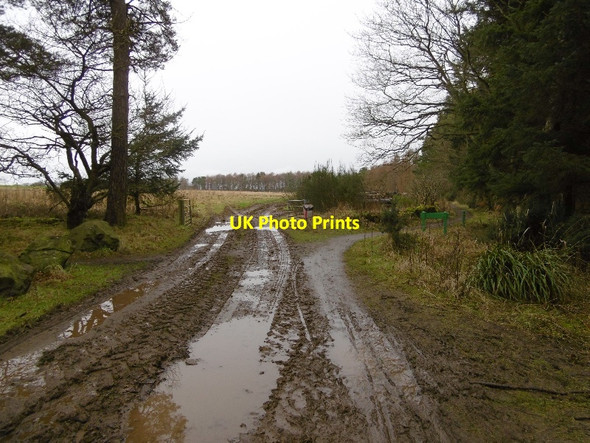 Photo 6"x4" Edge of Templeton Woods Dundee\/NO3632 c2016