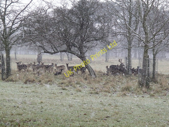 Photo 6"x4" Deer in Phoenix Park Castleknock c2004