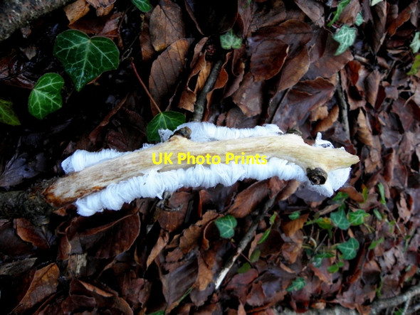 Photo 6"x4" Frost flowers, Loughmuck (2) Omagh c2016