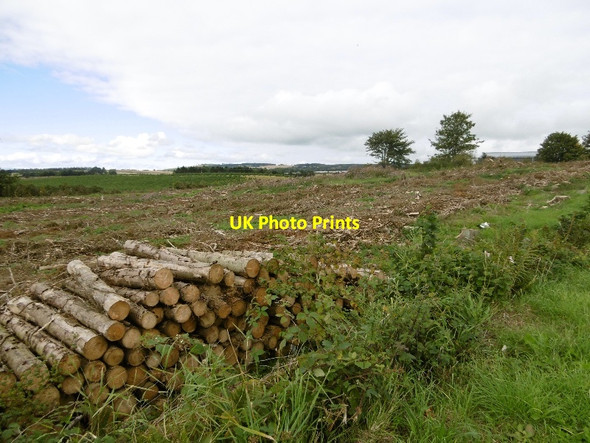 Photo 6"x4" Felled woodland Alyth c2015