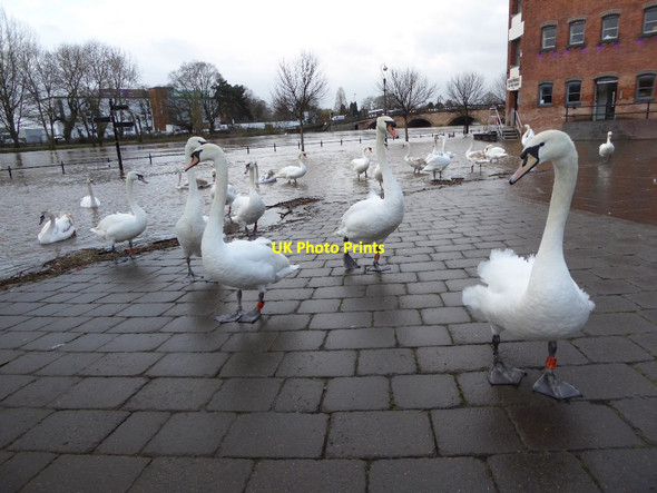 Photo 6"x4" Swans on side of the flooded Severn Worcester c2016