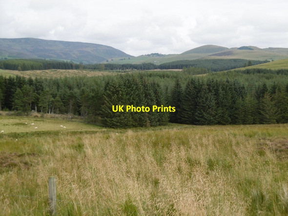 Photo 6"x4" Woodland, Glen Isla Braes of Coul c2015