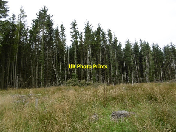 Photo 6"x4" Fornethy Woods Bridge of Craigisla c2015