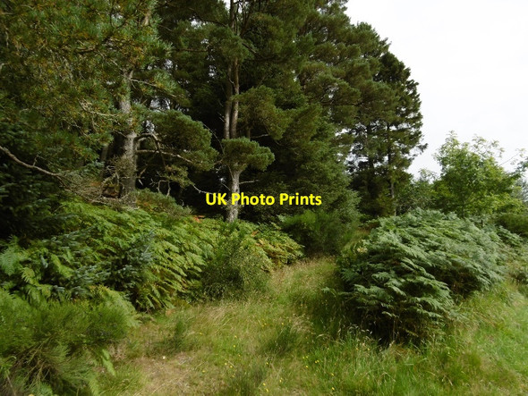 Photo 6"x4" Woodland near Dykend Braes of Coul c2015