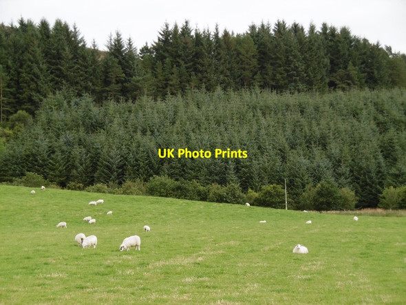 Photo 6"x4" Field near Dykend Braes of Coul c2015