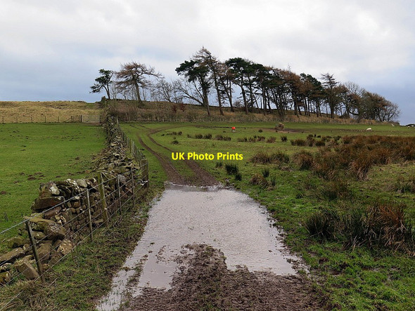 Photo 6"x4" Bridleway to High Teppermoor Uppertown\/NY8672 c2016