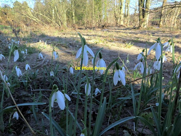 Photo 6"x4" Snowdrops emerge through sand deposited by recent floods Clara Vale c2016