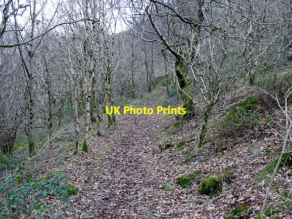 Photo 6"x4" Path through Coed Rheidol Ystumtuen c2016