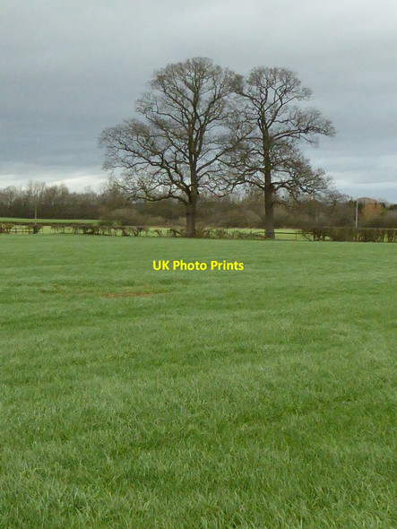 Photo 6"x4" Bare winter trees Earl's Croome c2016
