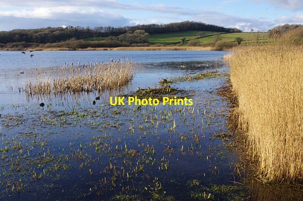 Photo 6"x4" Leighton Moss in winter Red Bridge c2016