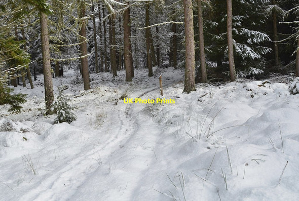Photo 6"x4" Path on Kittlegairy Hill Peebles\/NT2540 c2016