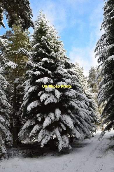 Photo 6"x4" Snow on the trees, Glentress Peebles\/NT2540 c2016