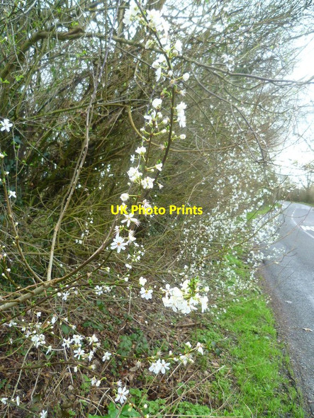 Photo 6"x4" The blossom of cherry plum on Capel Road opposite Cowix Farm Rusper c2016
