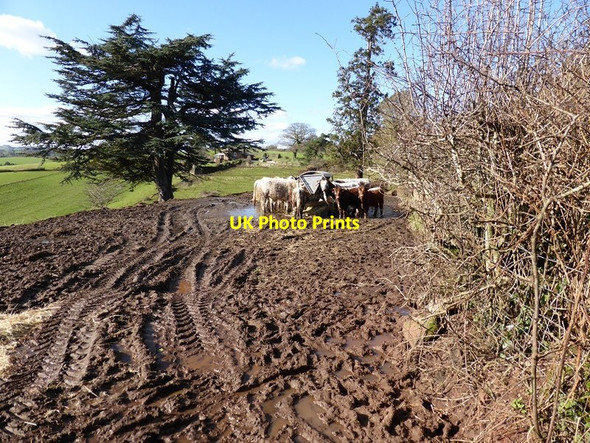 Photo 6"x4" Muddy field entrance with cattle trough at Matford Belvedere Exminster c2016