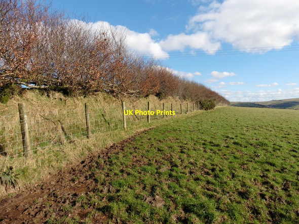 Photo 6"x4" Field boundary at Brockenbarrow Farm Stowford\/SS6541 c2016