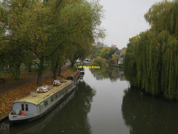 Photo 6"x4" Tree in the Cam Cambridge\/TL4658 c2015