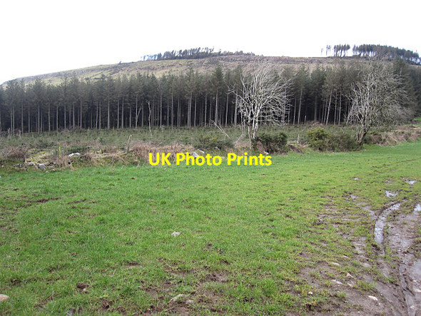 Photo 6"x4" Forest and Hillside Graiguenamanagh c2016