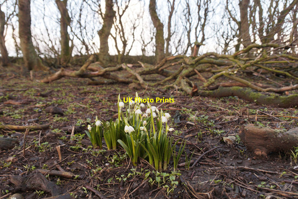Photo 6"x4" Snowdrops in the plantation at Halligarth, Baltasound Baltasound c2016