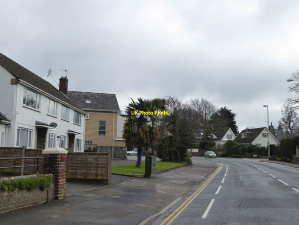 Photo 6"x4" Houses and a palm tree by Sandbanks Road Poole\/SZ0191 c2016