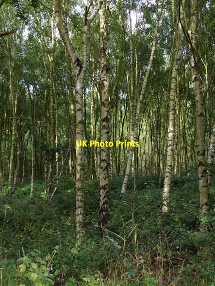 Photo 6"x4" Woodland next to the Coventry Canal Alvecote c2015