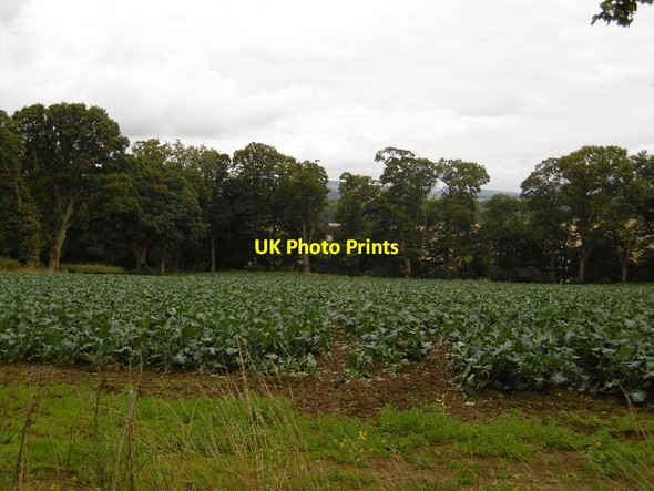 Photo 6"x4" Brassica crop, Cardean Meigle\/NO2844 c2015