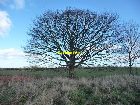 Photo 6"x4" Tree below Gallow Hill Middleton Quernhow c2016