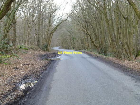 Photo 6"x4" Birchett Wood looking towards Shadoxhurst Bromley Green\/TQ9936 c2016