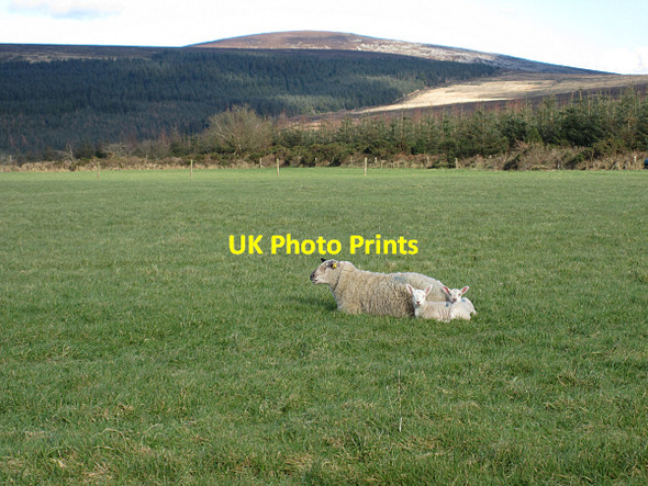 Photo 6"x4" Sheep and Twins Inistioge c2016