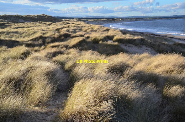 Photo 6"x4" Sunlit dunes, Cresswell Cresswell\/NZ2993 c2016