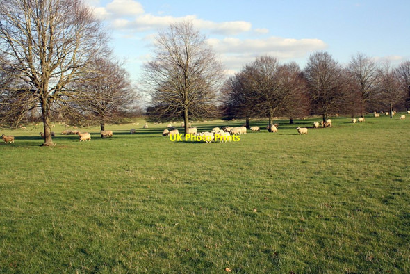Photo 6"x4" Sheep in Blenheim Great Park Woodstock\/SP4416 c2016