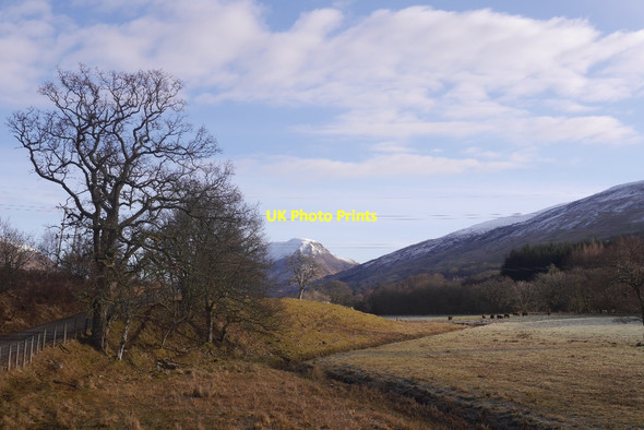 Photo 6"x4" Cattle in Glen Strae Stronmilchan c2016
