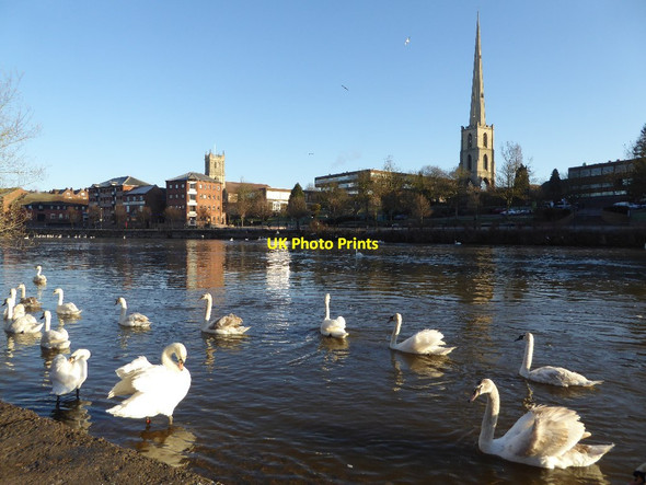Photo 6"x4" Early morning swans Worcester c2016