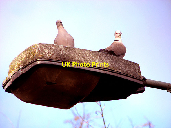 Photo 6"x4" Collared doves Norwich c2016
