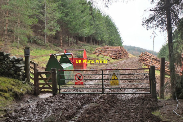 Photo 6"x4" Logging near Glenbield Peebles\/NT2540 c2016