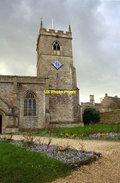 Photo 6"x4" Crocuses beside path of St Lawrence's Church Combe\/SP4115 c2016