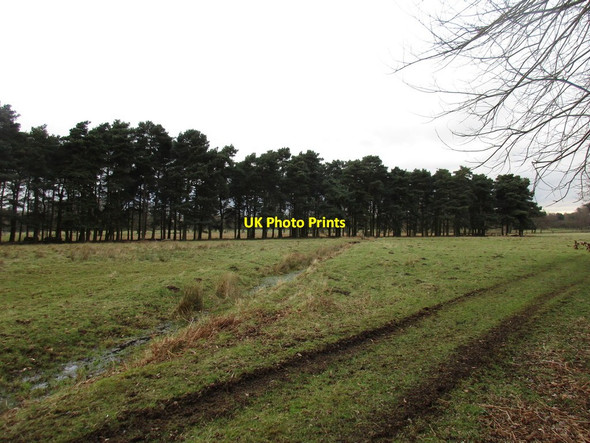 Photo 6"x4" Belt of Scots Pine, Normanby Park Normanby\/SE8816 c2016