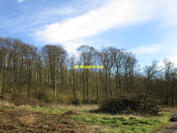 Photo 6"x4" Burton Wood and discarded timber Burton upon Stather c2016