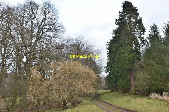 Photo 6"x4" Wellingtonia trees, The Hirsel Coldstream\/NT8439 c2016